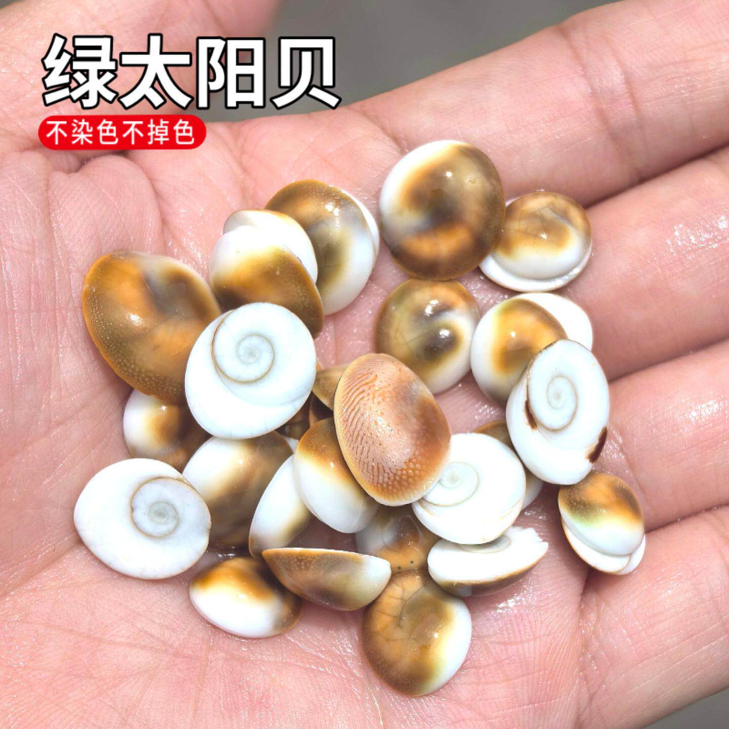 天然小贝壳海螺按斤卖嵘螺口盖