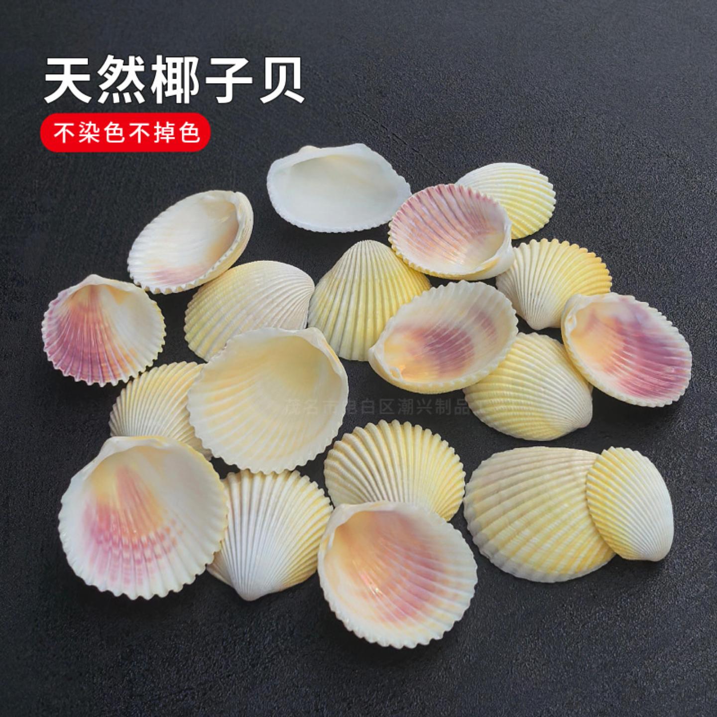 椰子贝白椰贝天然海螺小贝壳按斤