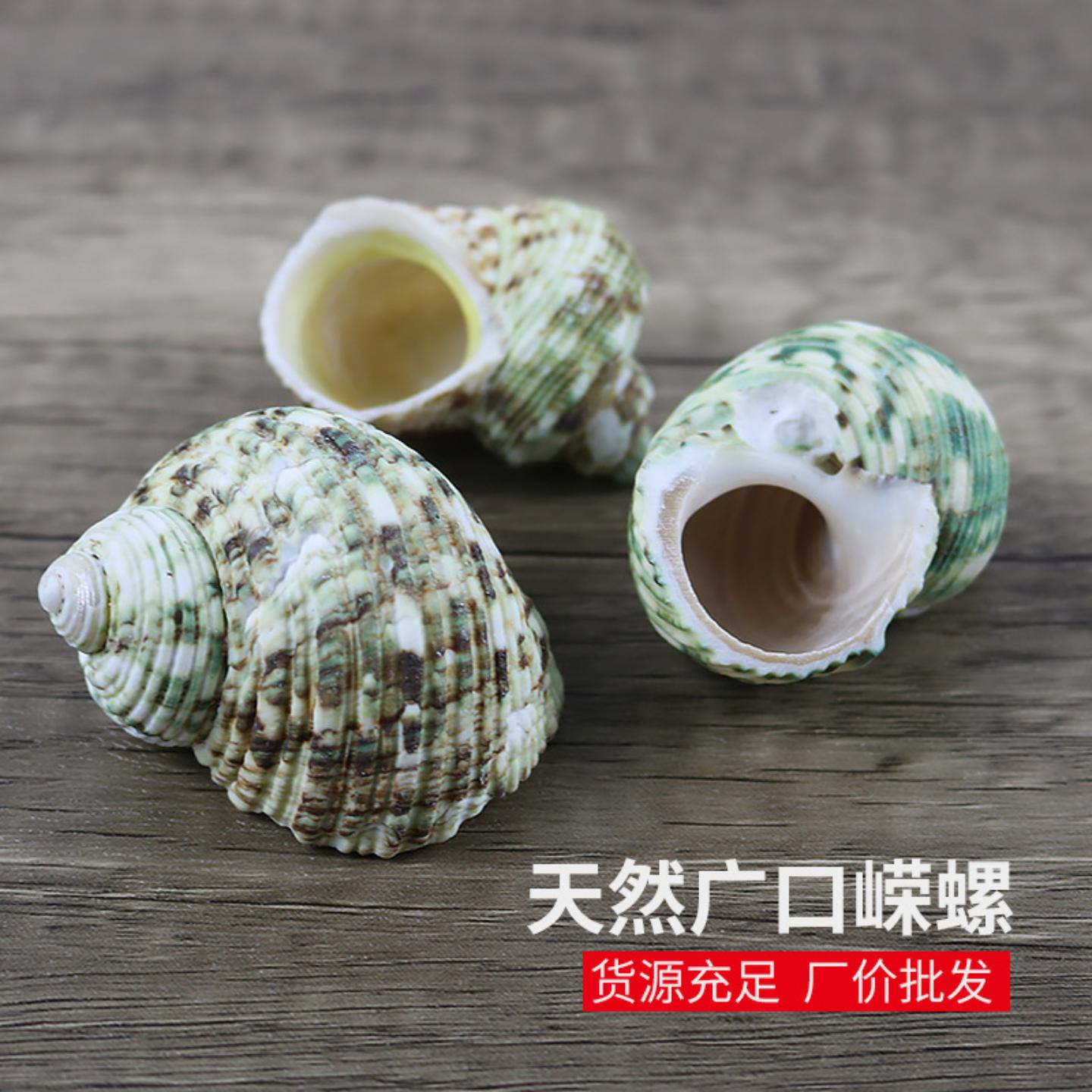 超大绿蝾螺天然寄居蟹专用替换壳