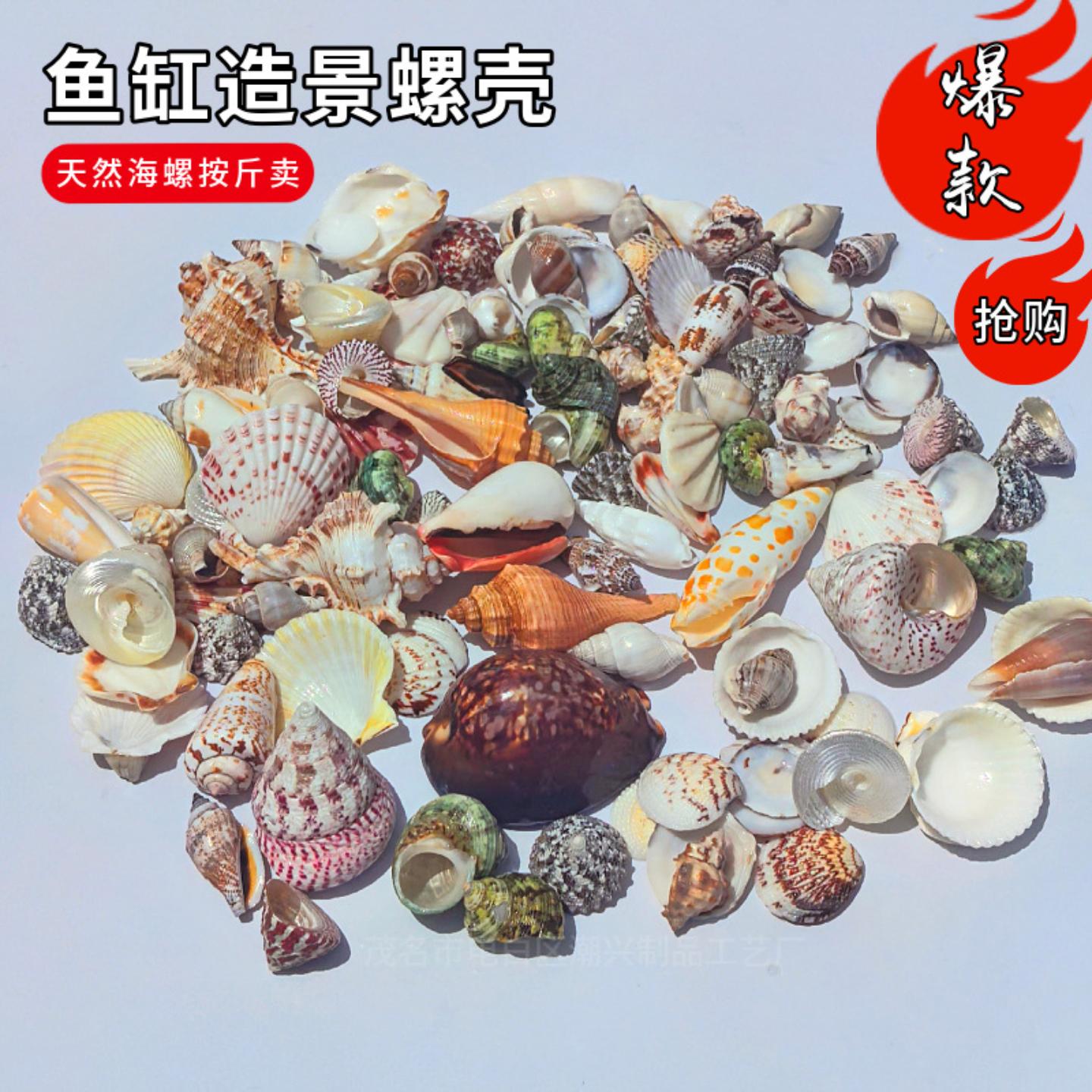天然海螺贝壳海星鱼缸造景寄居蟹