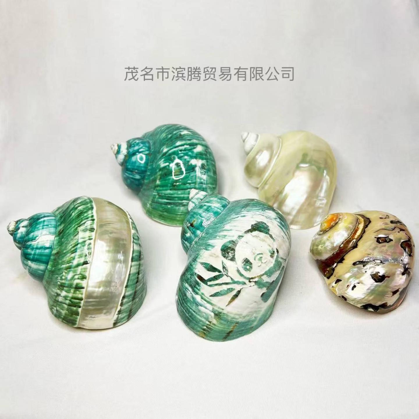 天然海螺大绿螺珍珠蝾螺南非嵘螺