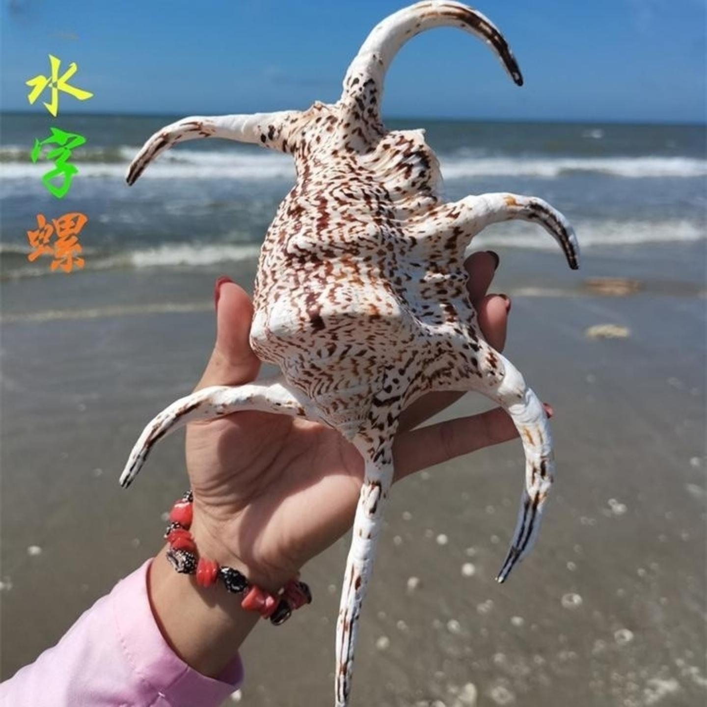天然海螺标本大六脚螺海洋风格