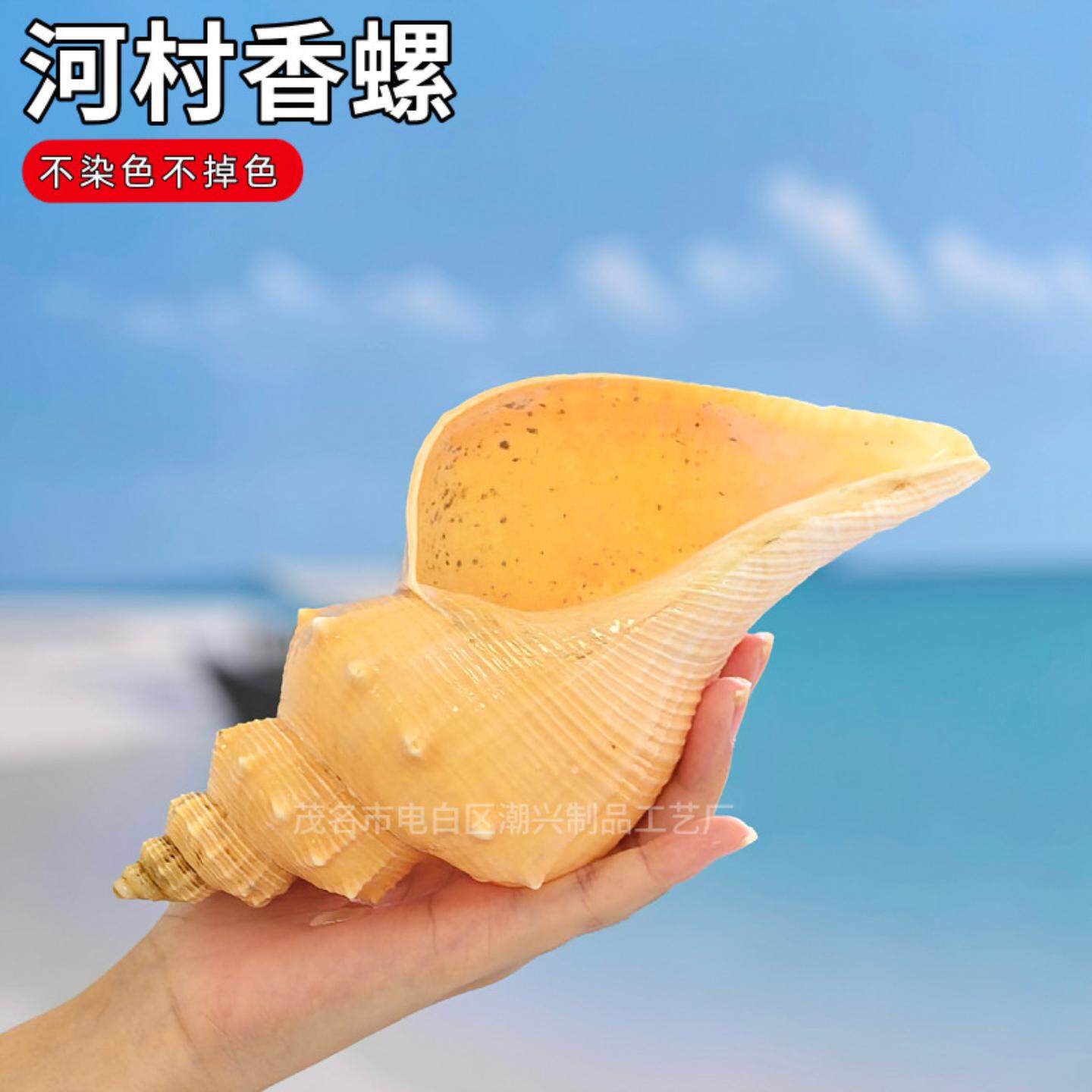 天然贝壳大海螺河村香螺工艺品