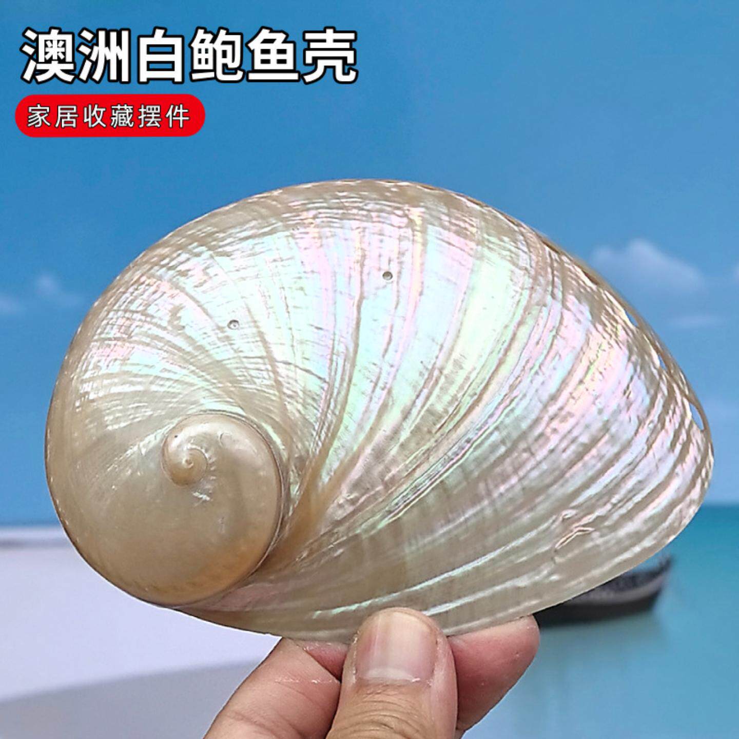 天然海螺澳洲白鲍鱼贝壳拍照道具