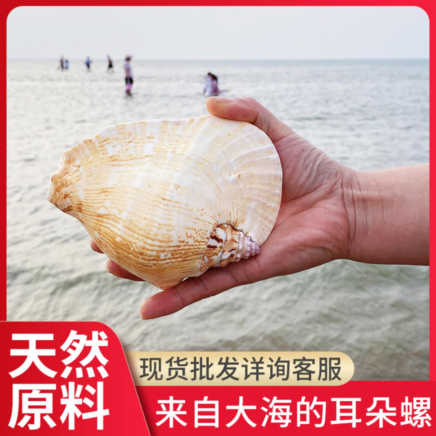 天然贝壳海螺12-17cm耳朵螺鱼缸