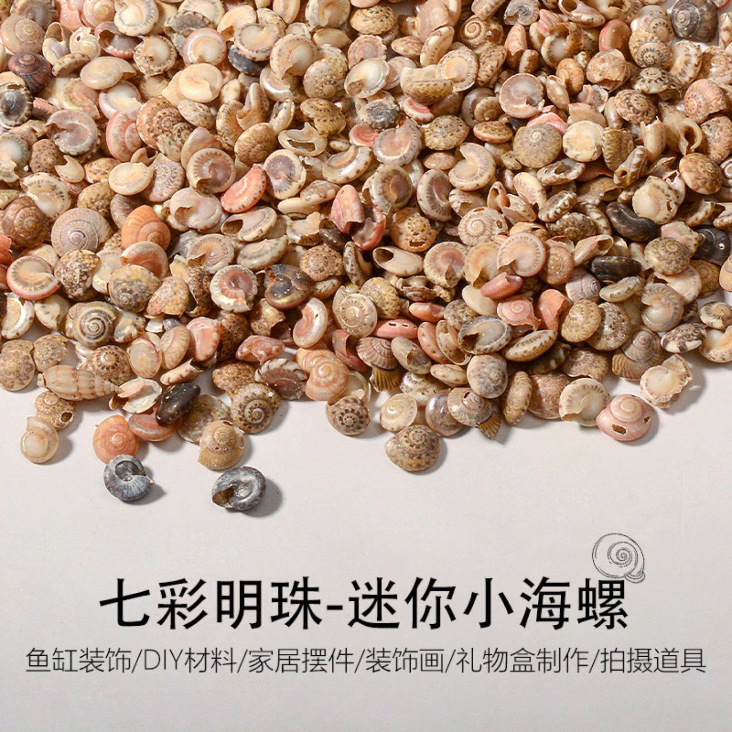 彩色海螺小月螺明珠螺许愿漂流瓶
