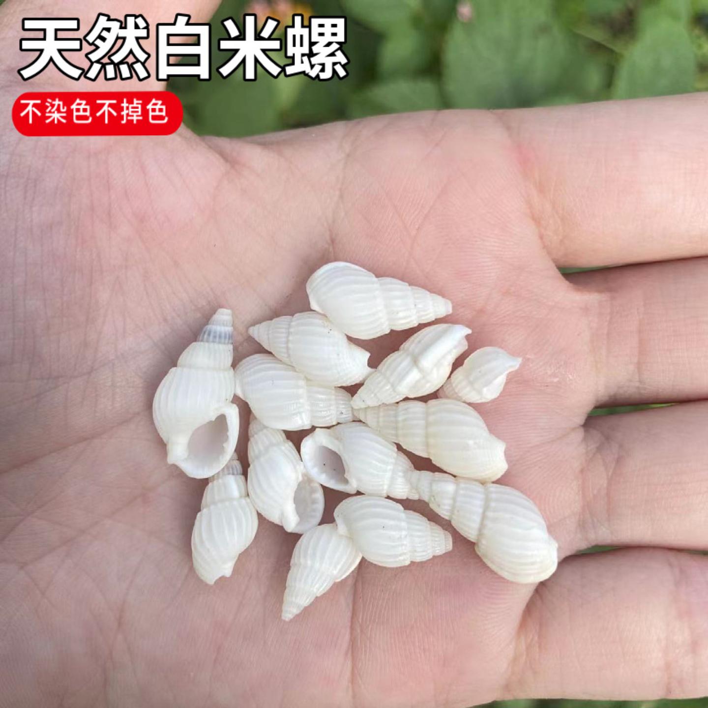 微景观漂流瓶贝壳海螺1-2厘米