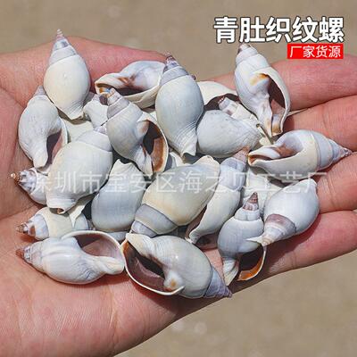 青肚织纹螺鱼缸造景装饰贝壳海螺