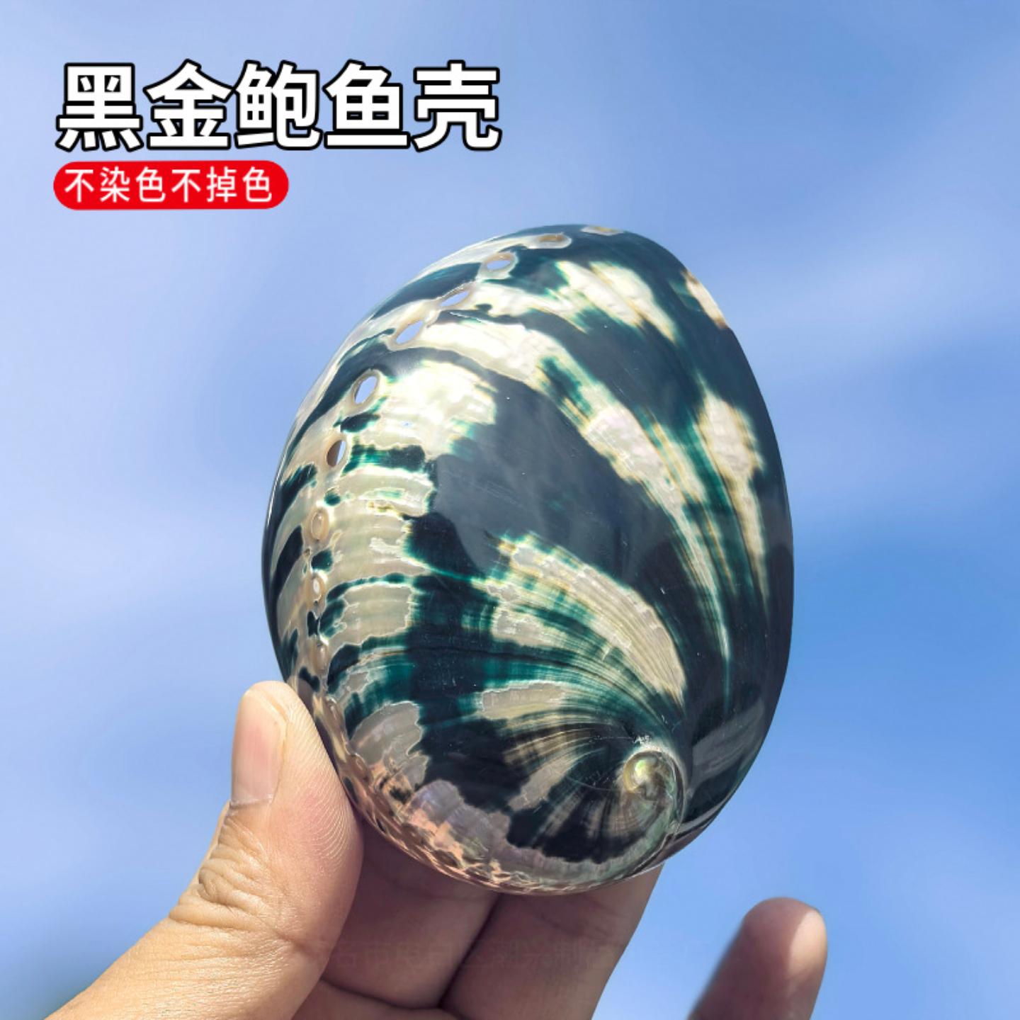 天然黑金鲍鱼壳鱼缸造景水族