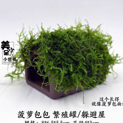 孔雀鱼幼鱼躲避屋鱼缸造景小摆件小鱼藏身黑壳虾繁殖水族箱躲藏屋