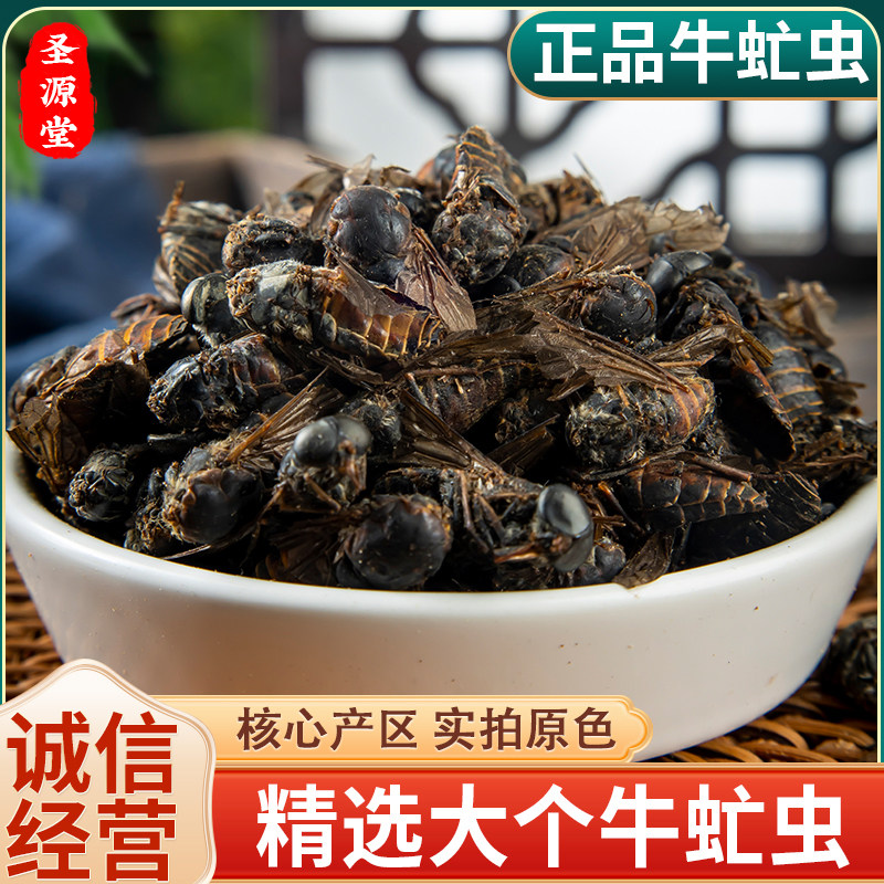 牛虻虫100克g 虻虫粉 牛虻 牛蚊子 正品牛苍蝇瞎虻虫牛虻干中药材