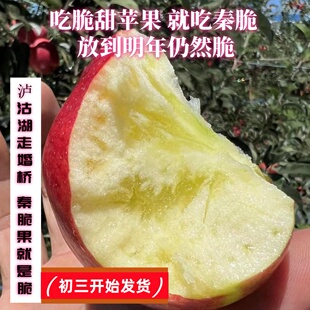 2700米糖心丑苹果礼盒装大果甜脆多汁薄皮云南泸沽湖整箱包邮10斤