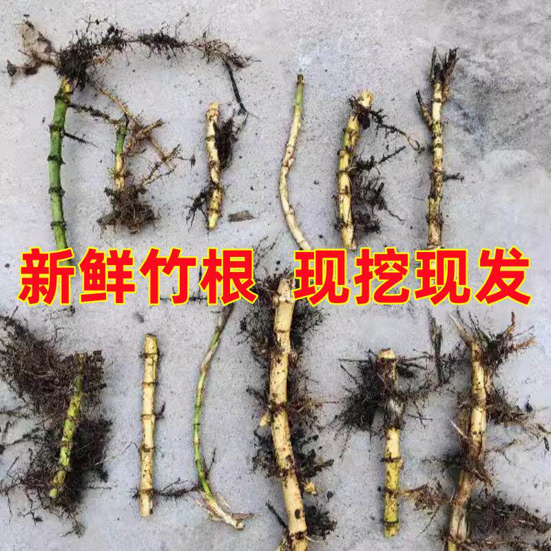 紫竹苗根青竹苗根金镶玉竹根苗早园竹根佛肚竹根凤尾竹根四季长青图片