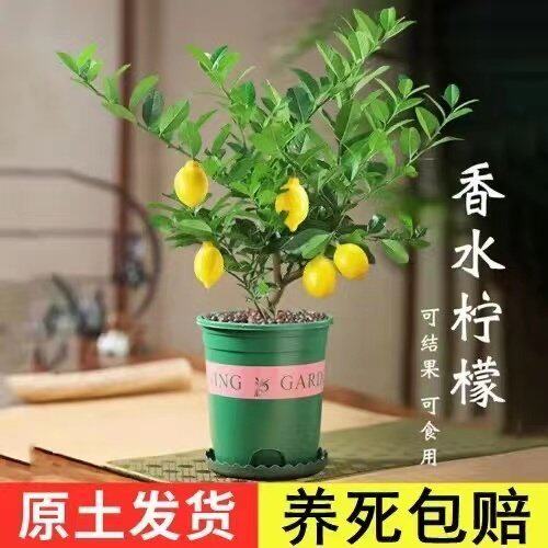 四季香水柠檬树苗盆栽绿植阳台室内植物开花卉种植结果南北方室内