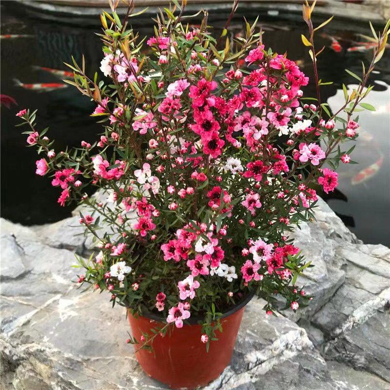 澳洲松红梅一树多色耐寒绿植花卉盆栽阳台客厅窗台庭院带原盆原土图片