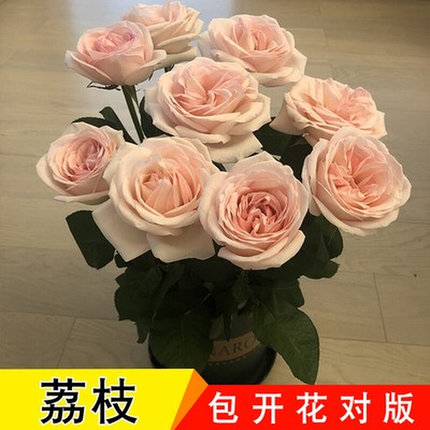 8年玫瑰花苗带花苞花卉观花绿植物室内阳台盆栽大花月季老桩耐旱