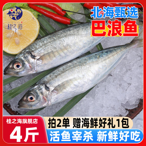 桂之海巴浪鱼新鲜去内脏免杀海鱼