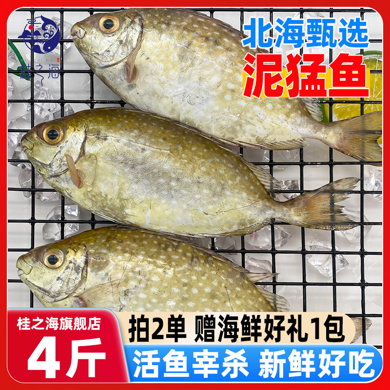 北海泥猛鱼新鲜冷冻深海鱼鲜活去鱼鳃去内脏免处理海鲜尼孟柠檬鱼