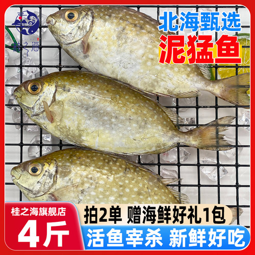 北海泥猛鱼新鲜冷冻深海鱼去鳃去内脏冰鲜娘子柠檬鱼特大商用海鲜