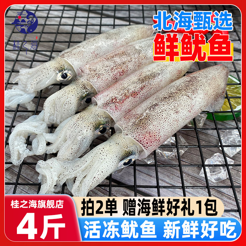 北海鱿鱼活冻鲜冻海鲜大笔管鱼芥末白灼火锅新鲜冷冻海兔火箭尤鱼