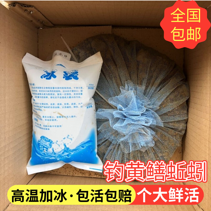 黑蚯蚓大臭蚯蚓青蚯蚓活饵黄鳝诱饵小姜蚯蚓