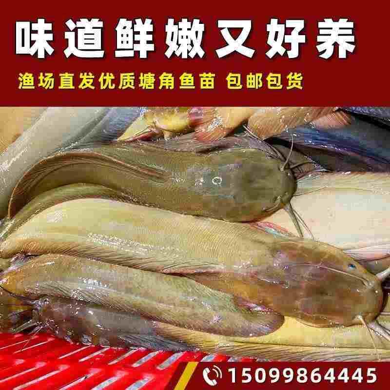 塘鲺鱼苗 塘角鱼鱼苗 皇妃一号塘角鱼 土塘虱 土鲶鱼苗 塘虱鱼苗