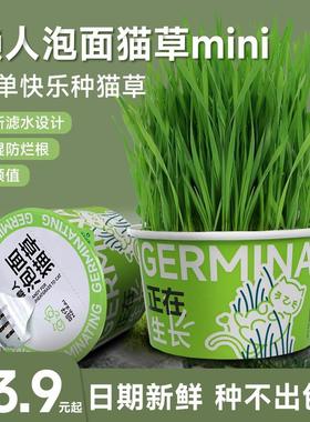 懒人泡面猫草mini创新滤水设计猫草水培杯化毛草自种猫草盆栽