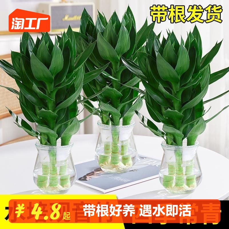 观音竹富贵竹水培植物花卉绿植绿萝金钻室内盆栽转运竹子水养带根