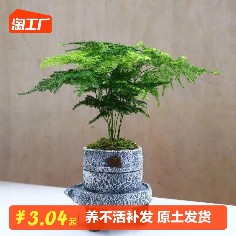 文竹盆栽盆景植物室内水培植物花客厅桌面办公室绿植室内盆栽好养