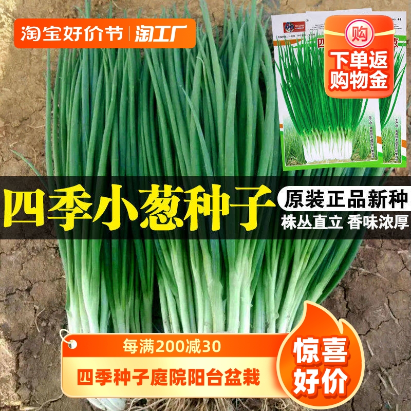 四季小香葱种子庭院阳台盆栽小葱种籽蔬菜种子四季播易种农家菜园