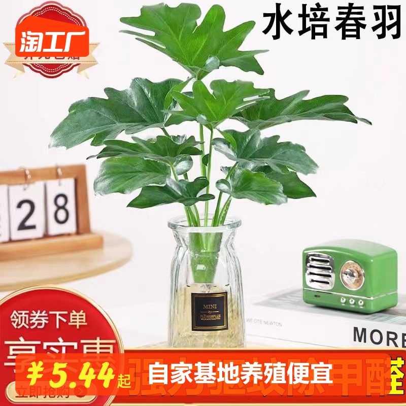 春羽水培植物水养花卉盆栽客厅卧室内绿植小天使驱蚊四季常青好养