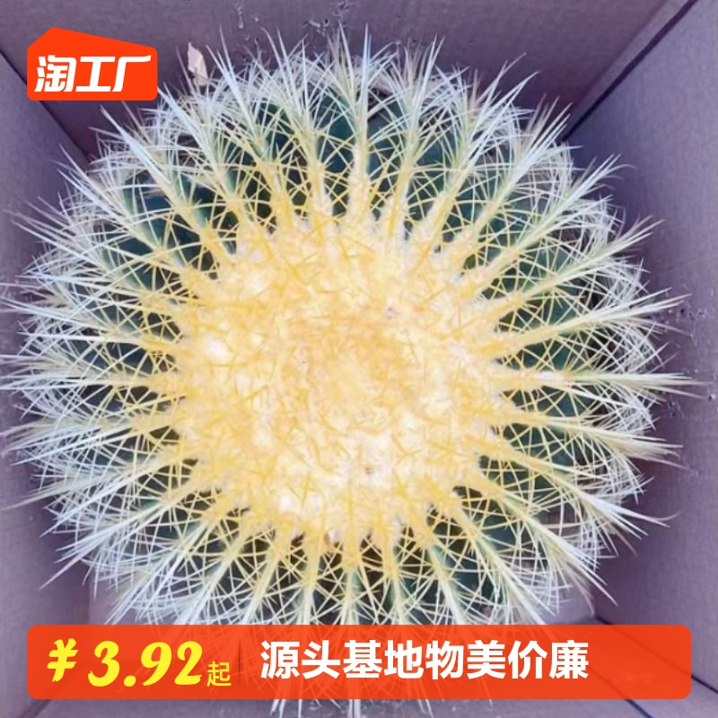 金虎仙人球金琥超大号仙人球办公桌盆栽植物室内多肉植物防辐射