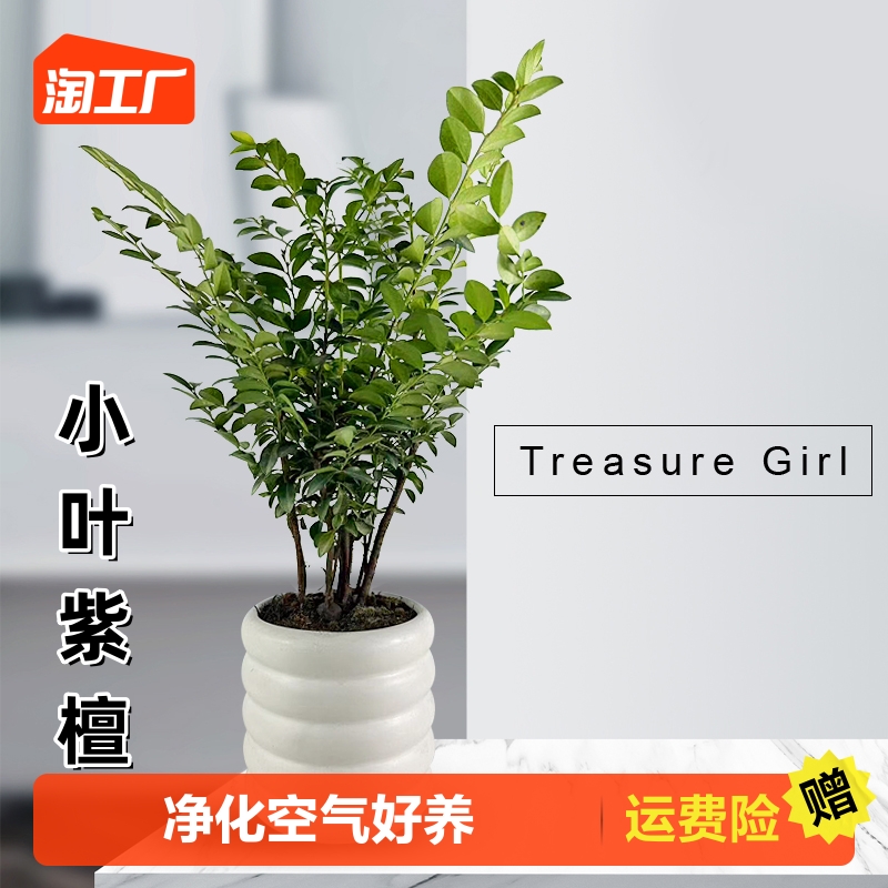 小叶紫檀盆景小森林绿植盆栽茶室办公桌面花卉老桩植物四季好养活