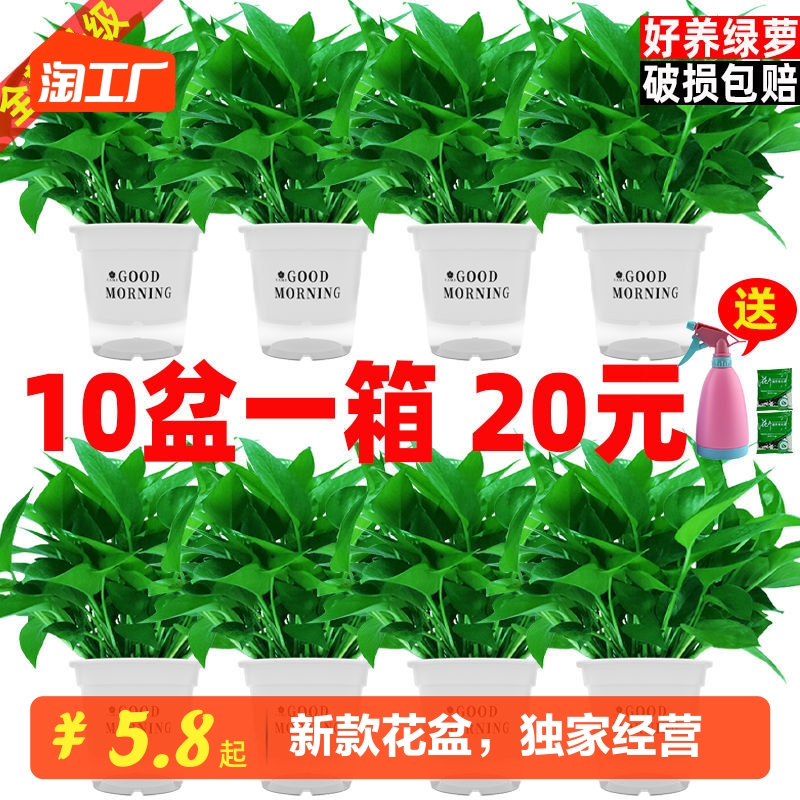 绿萝盆栽花卉植物室内吸除甲醛净化空气长藤垂吊兰大绿箩水培绿植