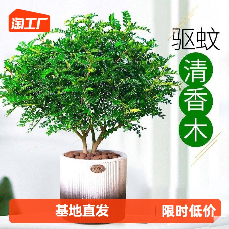 正宗清香胡椒木盆栽花卉室内外驱蚊草植物树苗老桩盆景九里香绿植
