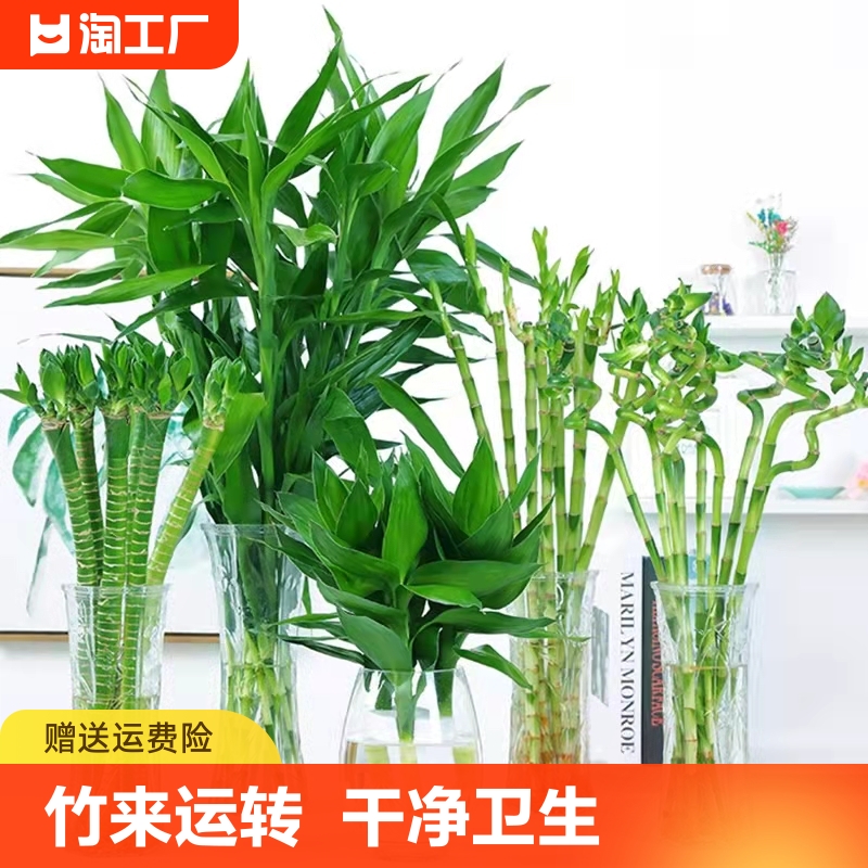 富贵竹水培植物转运竹花卉绿植室内盆栽观音竹水养带根小招财竹子