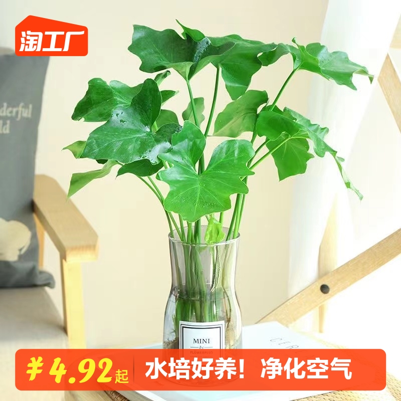 水培春羽盆栽办公室内吸甲醛客厅花卉水养大叶绿萝好养春雨绿植物