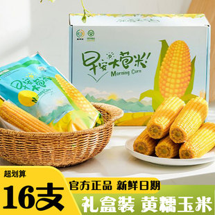 麦秀年早安大苞米香糯东北新玉米黄糯玉米整箱10支家庭礼盒装16支