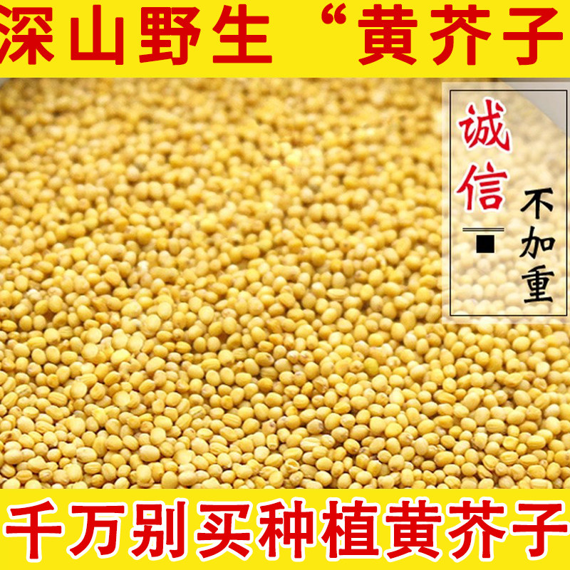 芥末籽 黄芥末籽粒 黄芥子野生中药材 芥末子香料 芥菜籽芥茉子粉