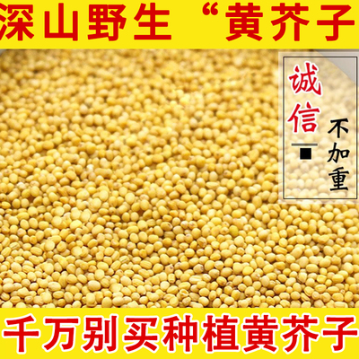 芥末籽 黄芥末籽粒 黄芥子野生中药材 芥末子香料 芥菜籽芥茉子粉