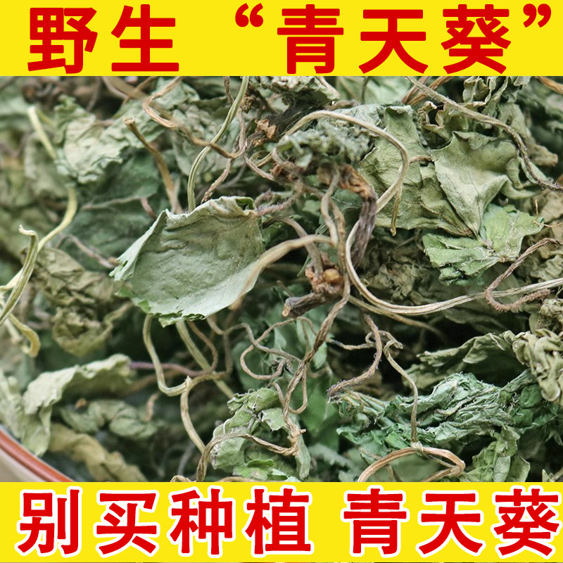 青天葵野生中药材草药 独叶莲天葵半边伞珍珠叶坠千斤 独脚天葵草