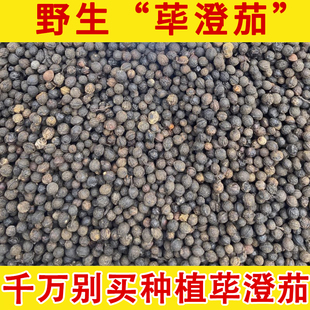 荜澄茄野生中药材草药陵茄子 毕澄茄山苍子 山鸡椒 山胡椒 木姜子