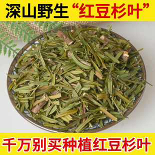 深山野生红豆杉叶中药材500克 纯叶无枝杆天然无硫正品含紫杉醇