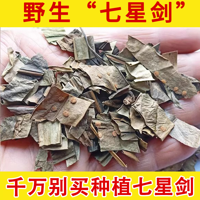 深山七星草野生中药材 七星剑小叶骨牌草 丹瓦剑草 野生中草药