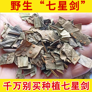深山七星草野生中药材 七星剑小叶骨牌草 丹瓦剑草 野生中草药