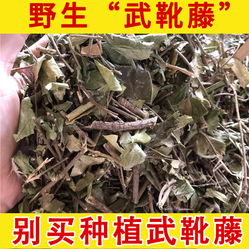 深山野生中药材武靴藤 匙羹藤 金刚藤 蛇天角 中草药 饭杓藤