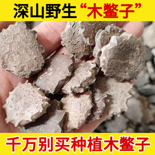 深山野生中药材木鳖子500g克 木鳖子仁木鳖子果 正品土木鳖木憋子