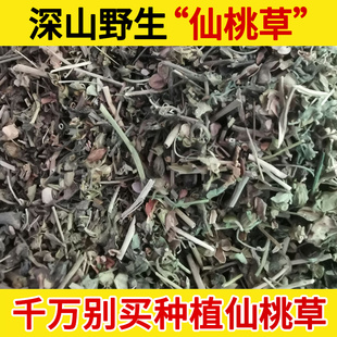 深山野生仙桃草中药材500克仙桃草 蚊母草 接骨仙桃草中草药