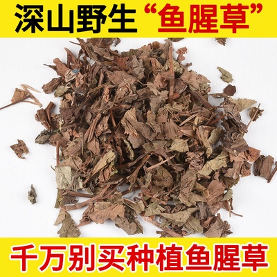深山野生中药材鱼腥草500g 蕺菜 侧耳根 猪鼻孔 芩草 野花麦 正品