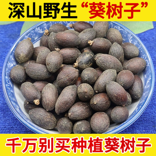 深山野生葵树子中药材500g葵树籽老果葵扇子葵扇籽蒲葵籽
